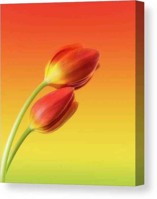 Two red tulips art print