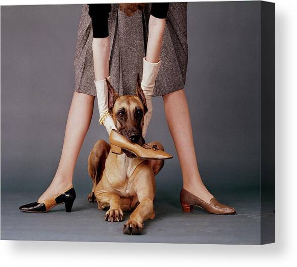A Model With A Dog Holding A Shoe In Its Mouth Canvas Art Print by John Rawlings