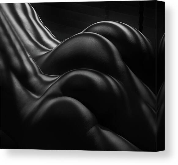 Female Zebra Stripes Canvas Art Print by Colin Dixon