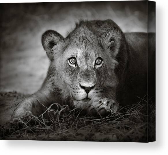 Portrait of a Young Lion in the Wild Canvas Print