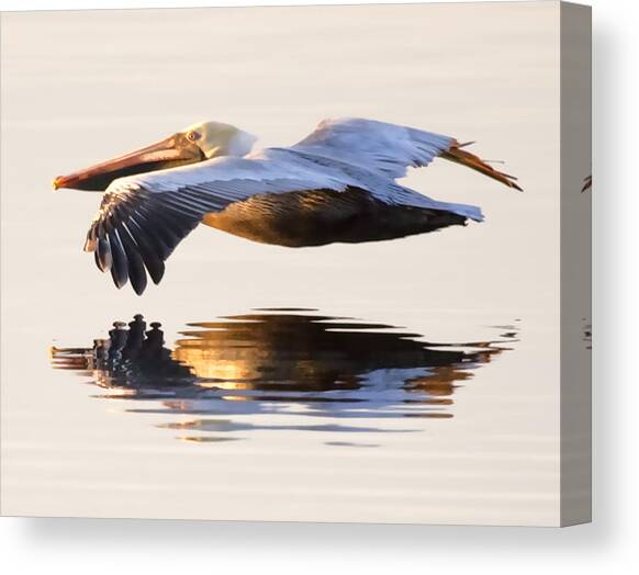 Animal Bird Pelicans Ocean Pier 12X16 Inch Framed Art Print