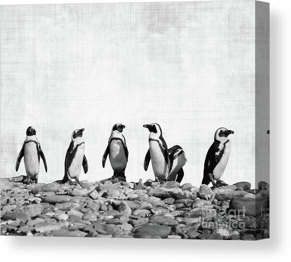 Penguins Canvas Art Print by Delphimages Photo Creations