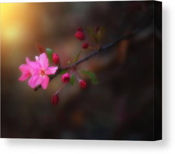 Softness of Spring Canvas Art Print by Darren White