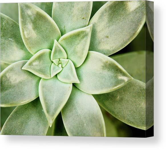 Spring Succulent I #1 Canvas Art Print by Jason Johnson