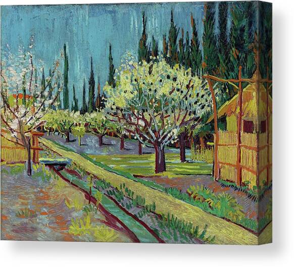Orchard Bordered By Cypresses Canvas Art Print by Vincent Van Gogh