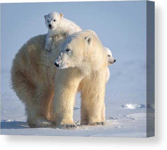 Mischievous Little Polar Bear Canvas Art Print by Hung Tsui