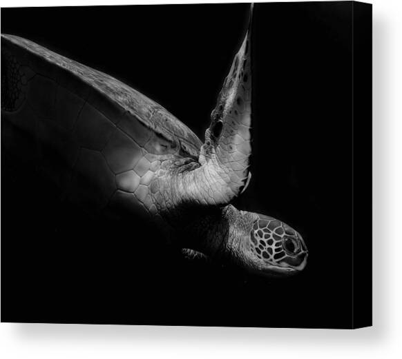 Portrait Of A Sea Turtle In Black And White (ii) Canvas Art Print by Robin Wechsler