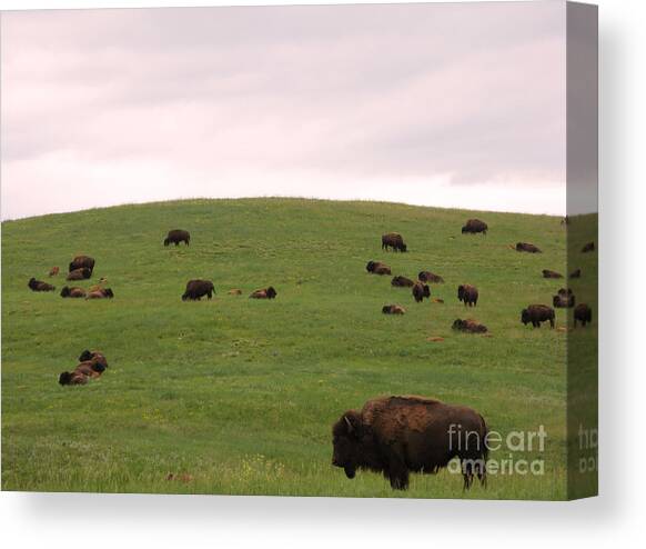Bison Herd Canvas Art Print by Olivier Le Queinec