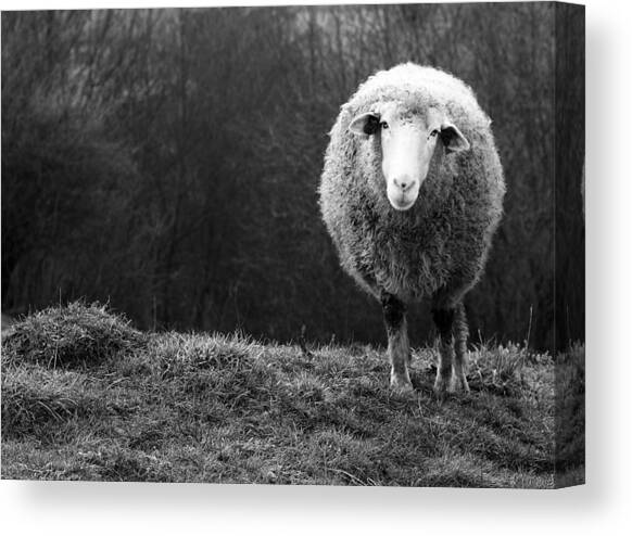 Wondering Sheep Canvas Art Print by Ajven