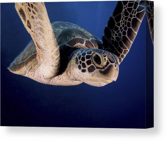 Encounter Of The Turtle Kind Canvas Art Print by Ilan Ben Tov