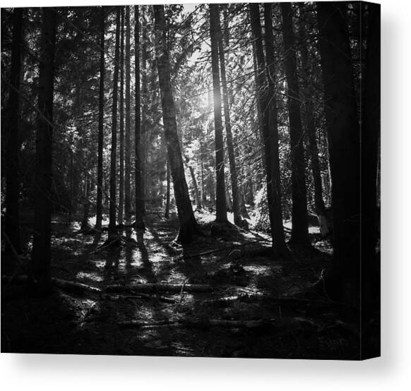 Shining Through Canvas Art Print by Nicklas Gustafsson