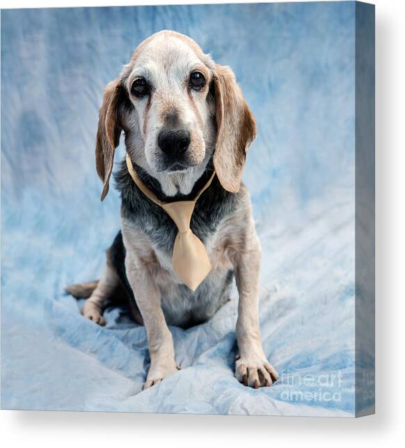 Kippy Beagle Senior Canvas Art Print by Iris Richardson