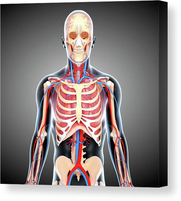 Male Pelvis Human Anatomy Vintage Skeleton Art Print
