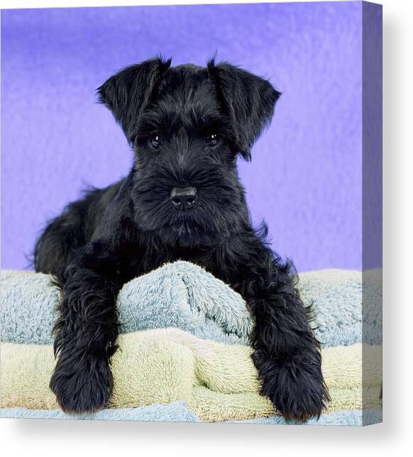 Miniature Schnauzer Puppy #7 Canvas Art Print by John Daniels