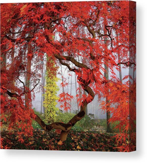 A Japanese Maple Tree Canvas Art Print by Richard Felber