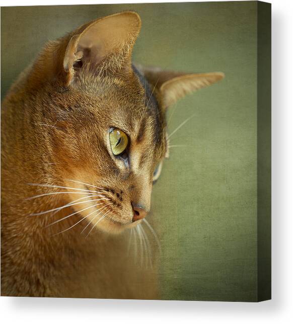 Portrait of an Abyssinian cat with textures Canvas Art Print by Wof Gang Photography