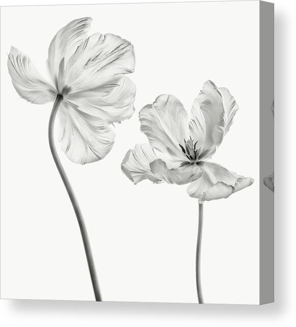 Same Tulip : Front- And Backview Canvas Art Print by Lotte Gr?nkj?r