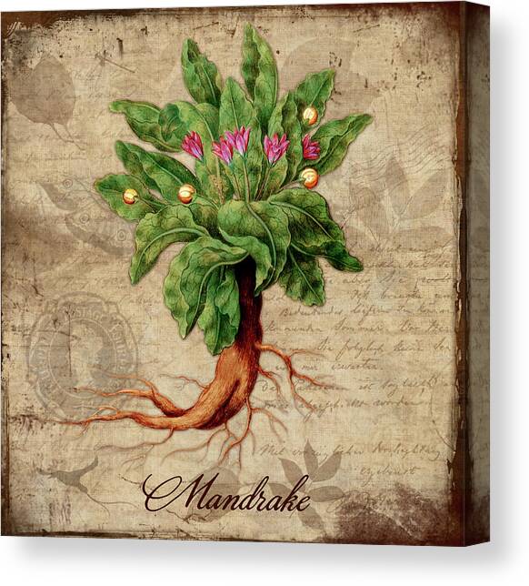Dark Cottagecore Mandragora Print Light Academia Aesthetic| Witchy Prints | Nature Print Mandrake Root Decor 4x6 on Linen Paper