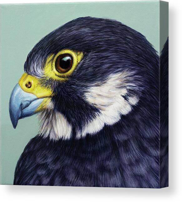 Study of a Falcon Canvas Art Print by James W Johnson
