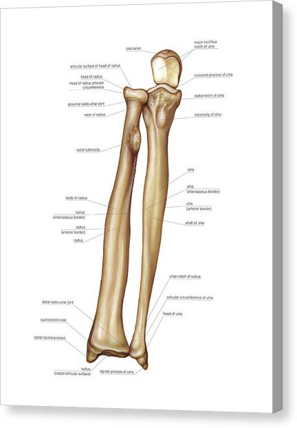 Bones Of Forearm Photograph by Asklepios Medical Atlas