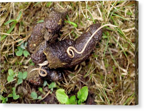 Parasitic Worm In Dog Faeces Photograph by Pascal Goetgheluck/science ...