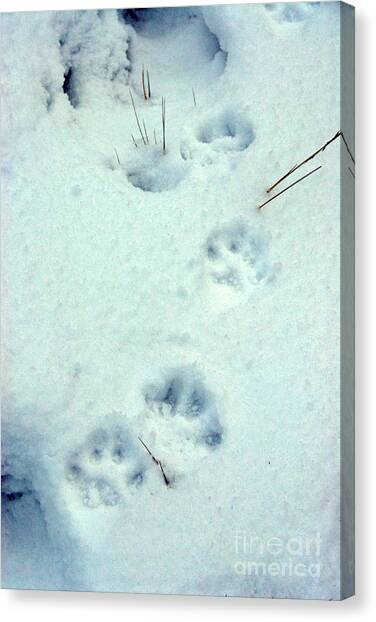 Wolf Paw In Snow