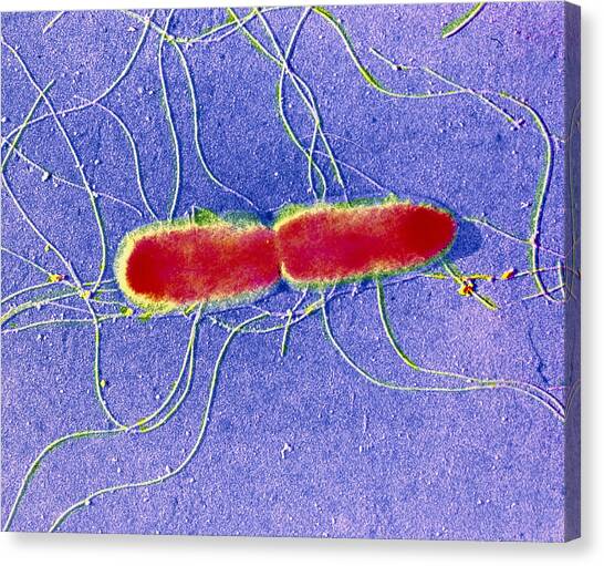 False-colour Tem Of Salmonella Typhi Photograph by Cnri