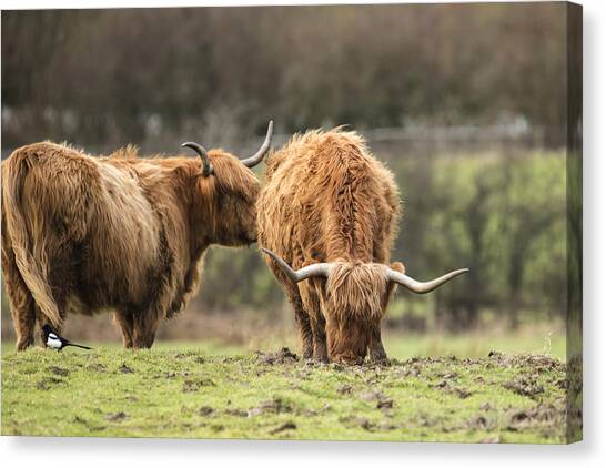Highland Cow Canvas Prints (Page #6 of 29) | Fine Art America