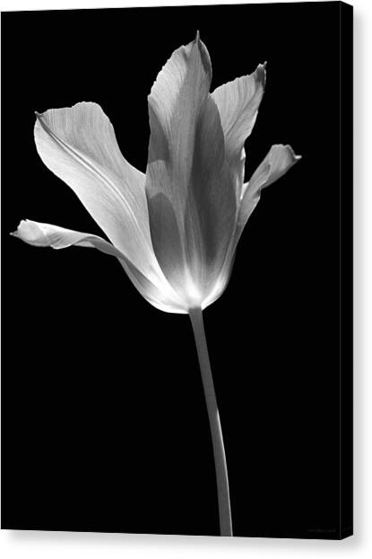 Tulips Art (Page #28 of 100) | Fine Art America