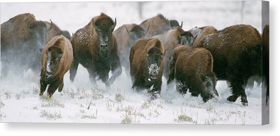 Image result for buffalo stampede running in snow