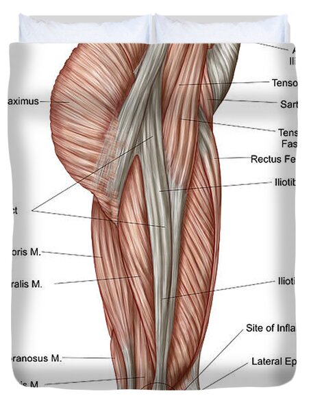 Anatomy Of Human Thigh Muscles Photograph by Stocktrek Images