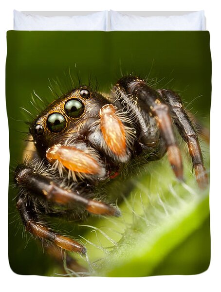 Jumping Spider Phidippus Clarus I Duvet Cover
