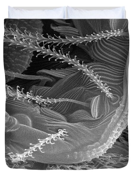 Arthropod Morphology #3 Duvet Cover
