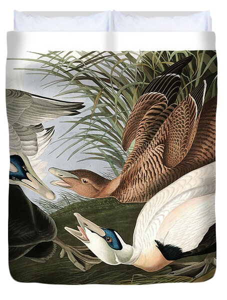 Eider Duck Duvet Covers Fine Art America