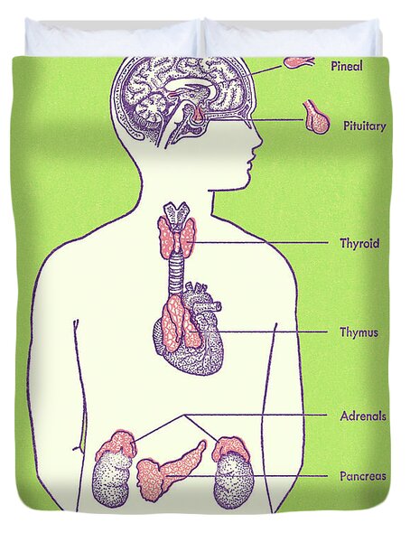 Hormone Producing Glands Duvet Cover