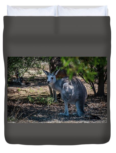 Lost Kangaroo - Australia Yoga Mat by Jon Berghoff - Fine Art America