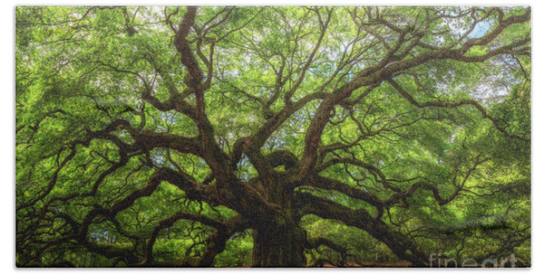 Mystical Angel Oak Tree Photograph by Louis Dallara - Pixels