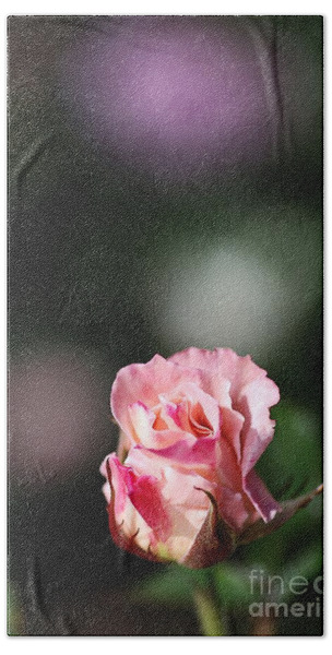 Five Pink Rose Buds Photograph by Joy Watson - Pixels