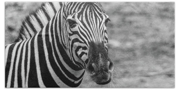  Photograph - Zebra in the Philadelphia PA Zoo by Louis Dallara