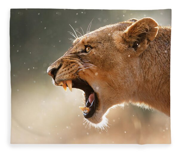 Lioness Displaying Dangerous Teeth In A Rainstorm Fleece Blanket