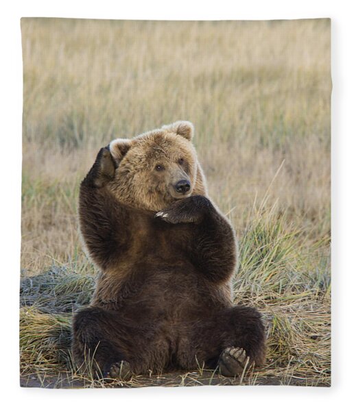 https://render.fineartamerica.com/images/rendered/medium/flat/blanket/images-medium/7-grizzly-bear-ursus-arctos-horribilis-matthias-breiter.jpg