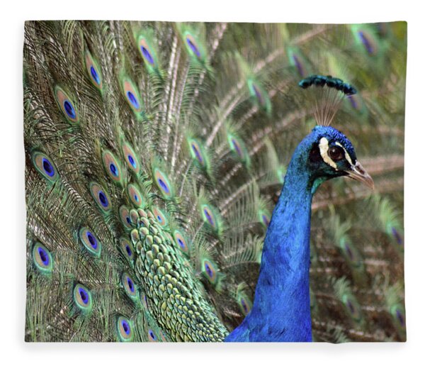 Peacock With Open Tail Feathers Fleece Blanket by Jody Trappe Photography 