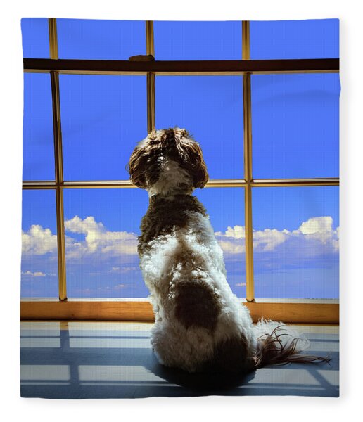 Dog Looking Out a Window at the Eiffel Tower by John Twynam