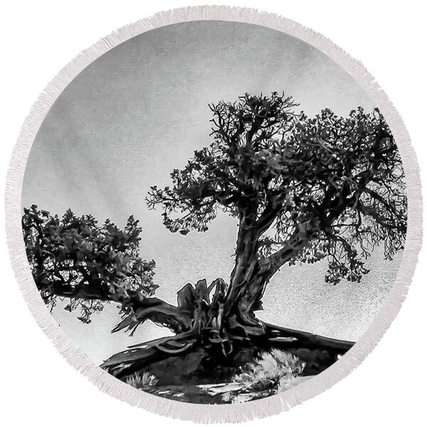  Photograph - Western Bristlecone Pine Tree by Louis Dallara