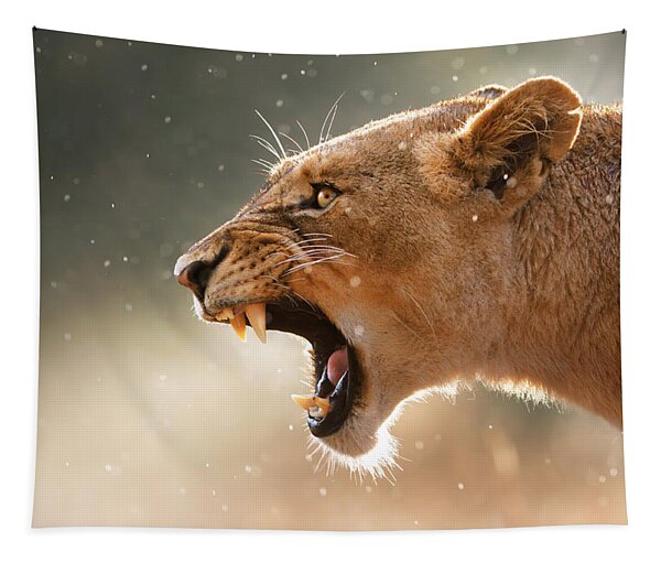 Lioness Displaying Dangerous Teeth In A Rainstorm Tapestry