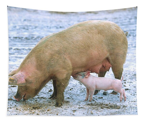 Sow With Piglet Tapestry