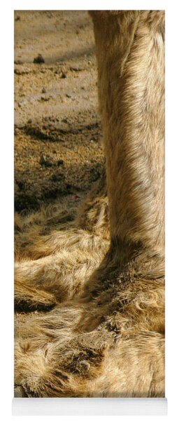 Camel Toes Photograph by Jennie Breeze - Pixels