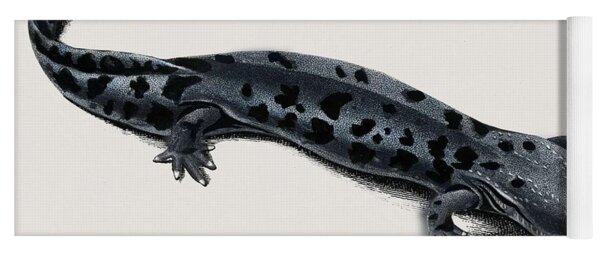 Hellbender Salamander Yoga Mats for Sale - Pixels