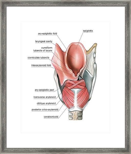 Larynx Photograph By Asklepios Medical Atlas Porn Sex Picture
