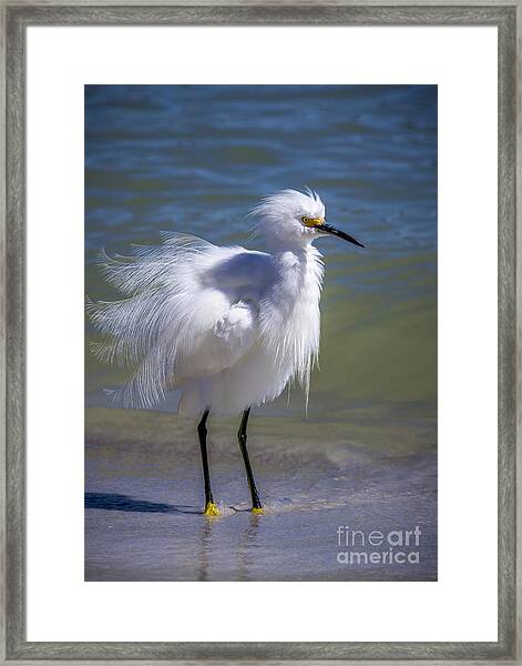 Details about   Snowy Egret In Black And White 15"x20" Framed Fine Art Print 
